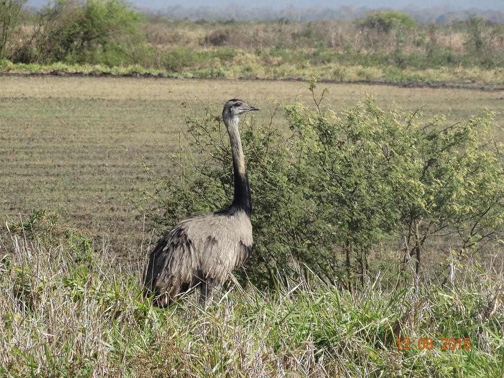 Greater Rhea - ML646666609