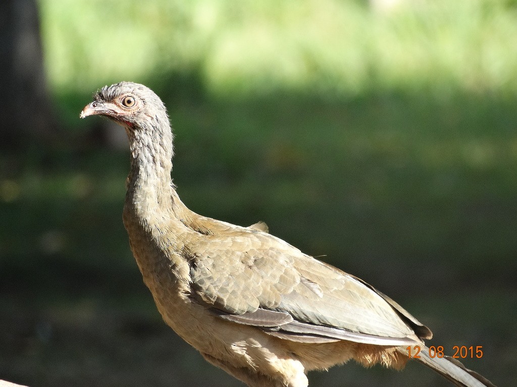 Chaco Chachalaca - ML646666615