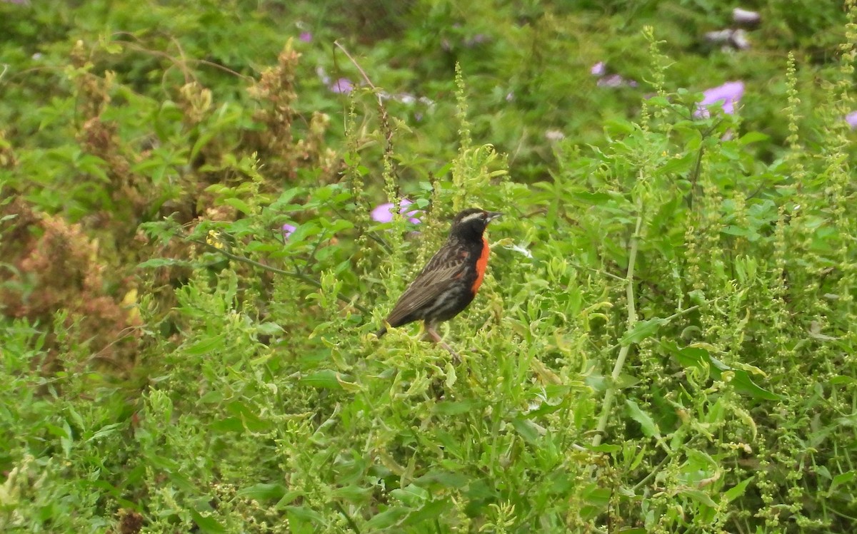 Шпаркос короткохвостий - ML646666616