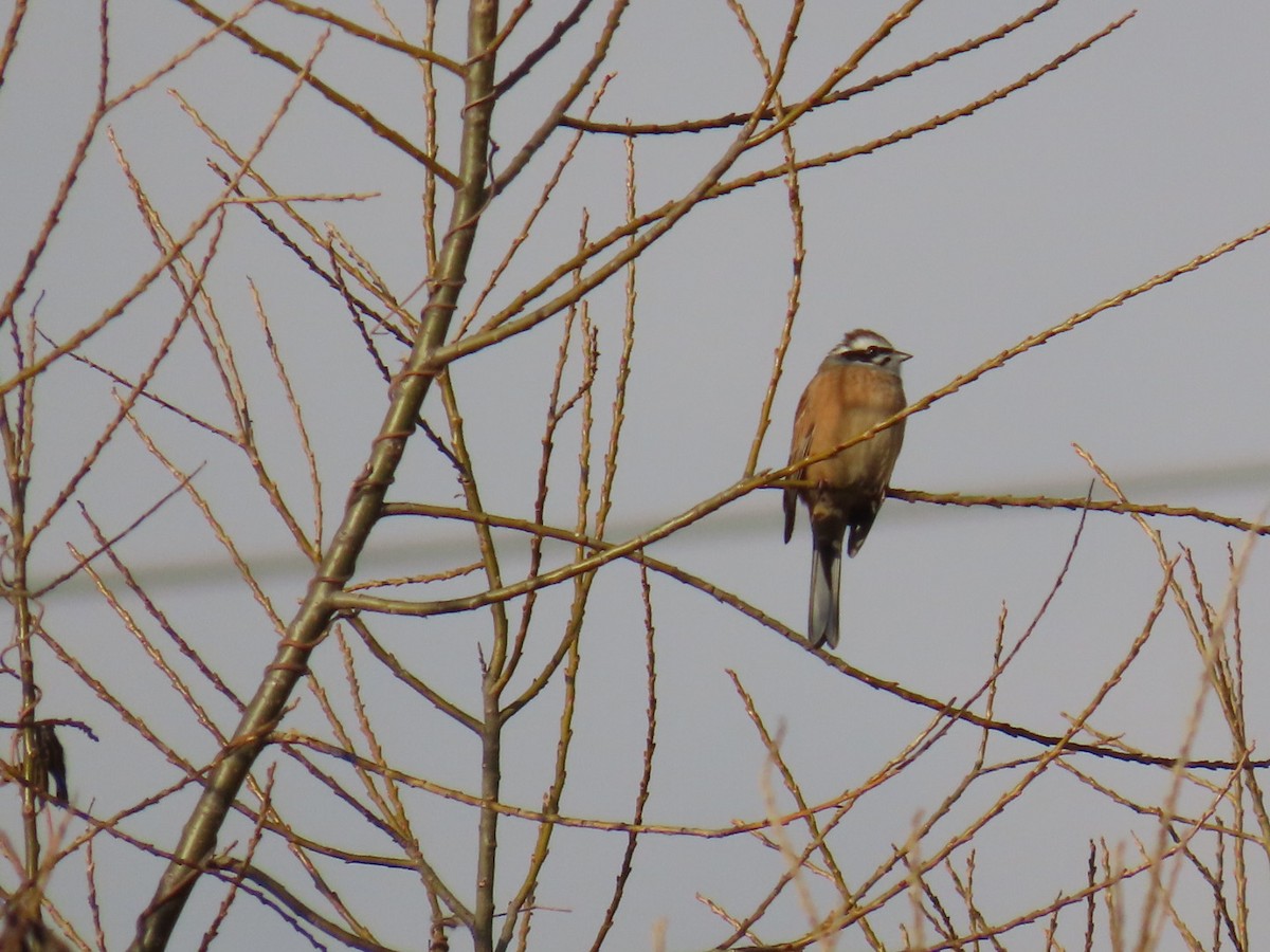 草鵐 - ML646666617