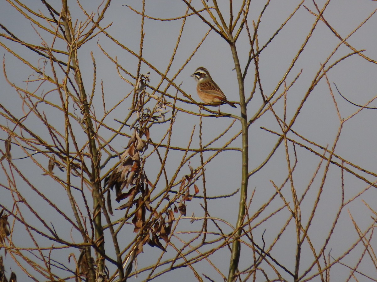 草鵐 - ML646666618