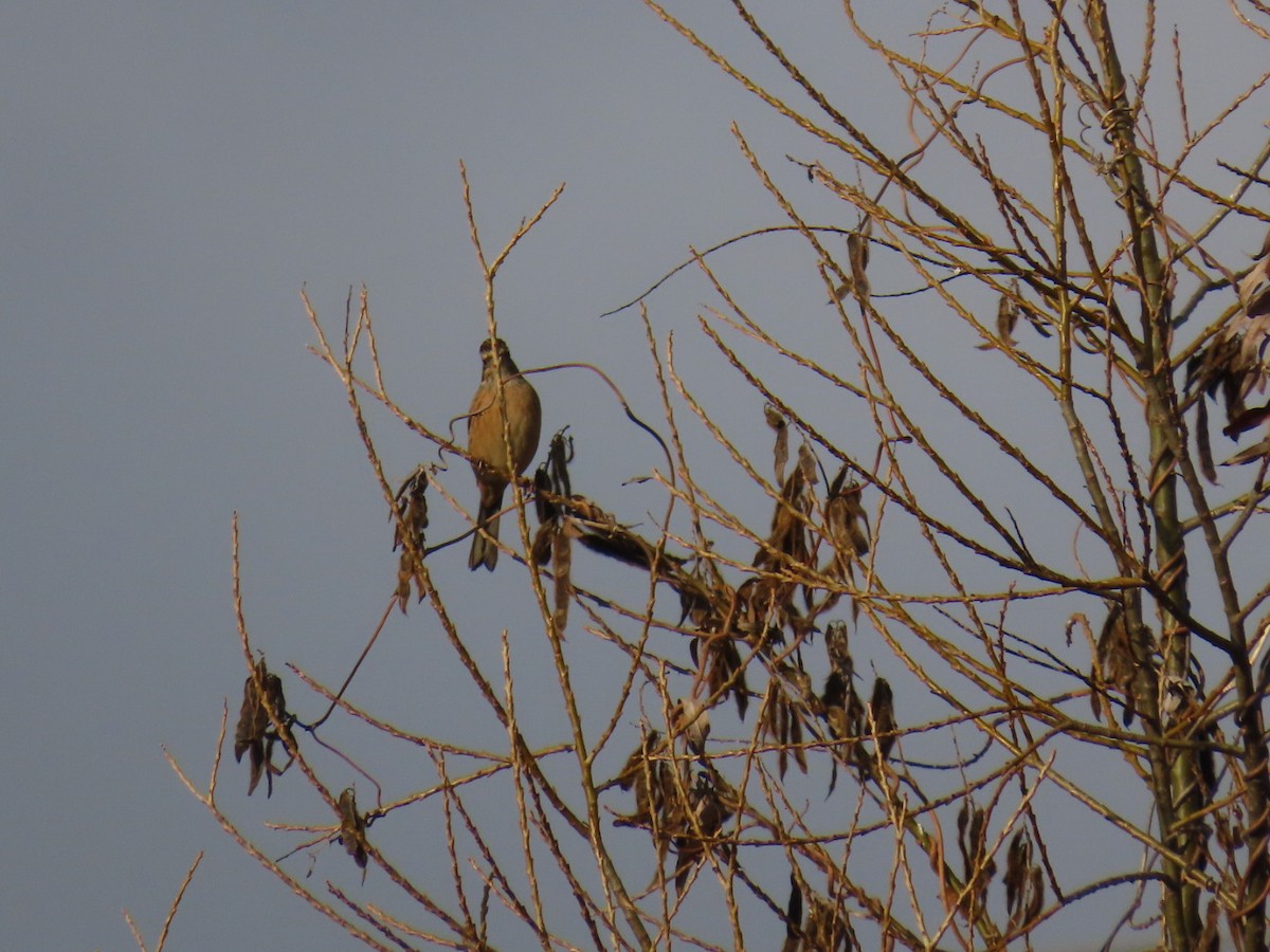 草鵐 - ML646666619