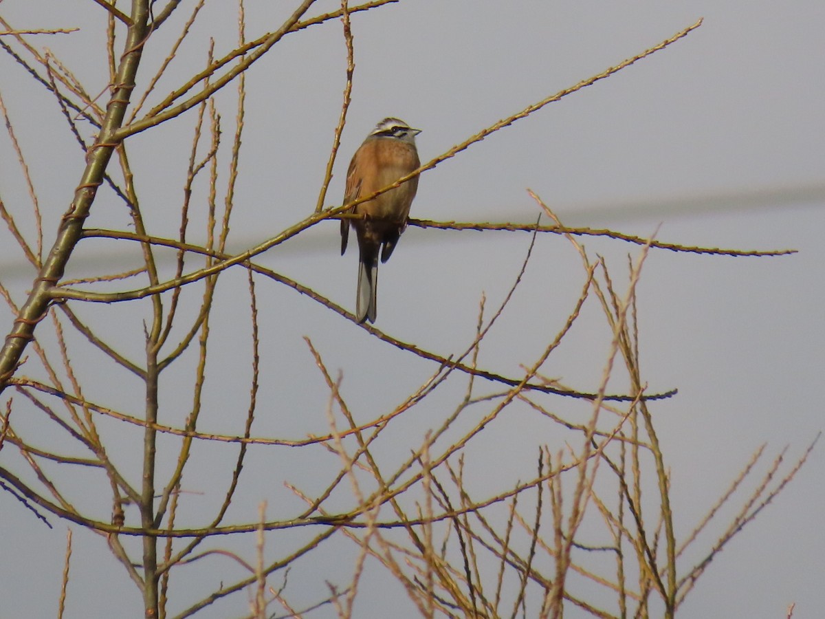 草鵐 - ML646666620