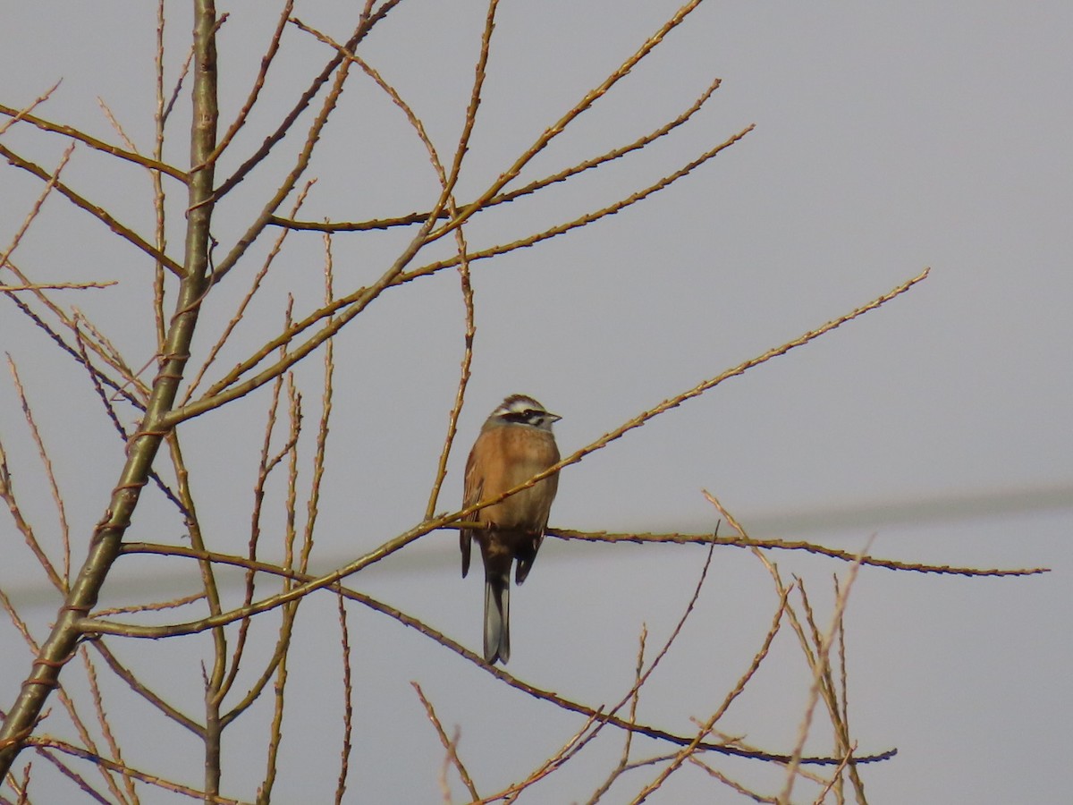 草鵐 - ML646666621