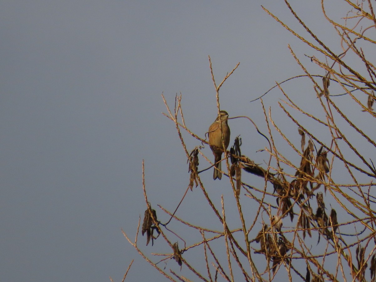 草鵐 - ML646666622