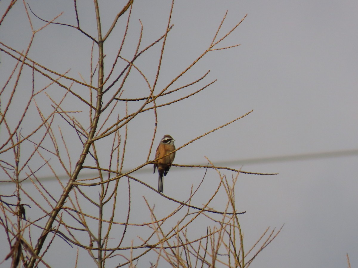 草鵐 - ML646666623