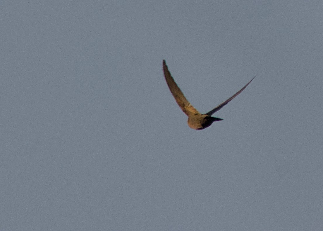 Plain Martin - ML646666631