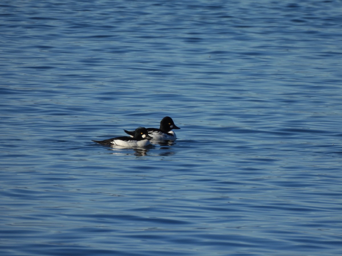 hohol severní - ML646666633