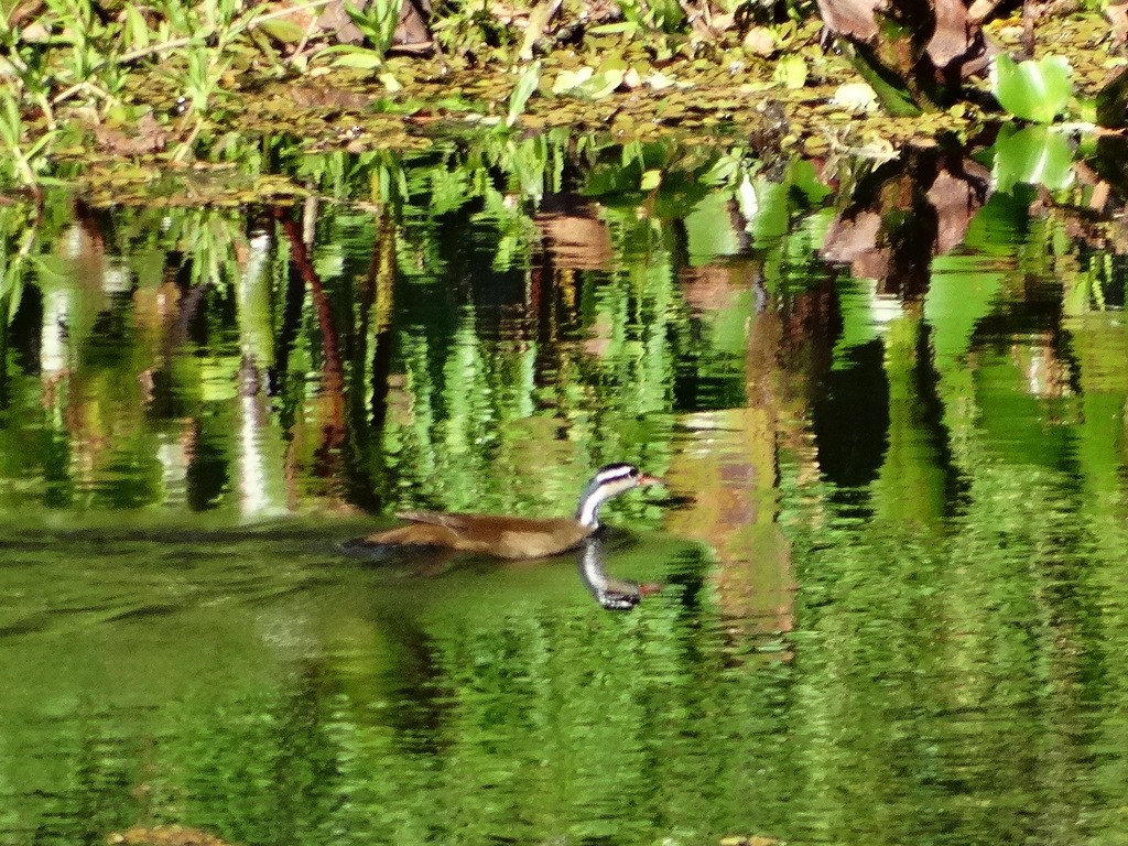 Sungrebe - ML646666634