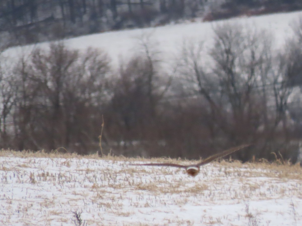 Northern Harrier - ML646666636