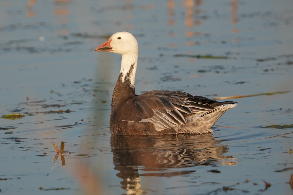 Kar Kazı - ML646666637