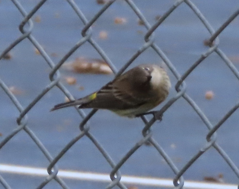 Yellow-rumped Warbler (Myrtle) - ML646666639