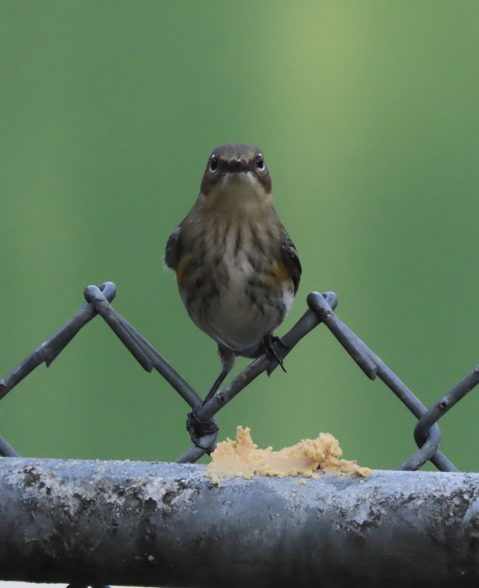 Yellow-rumped Warbler (Myrtle) - ML646666640