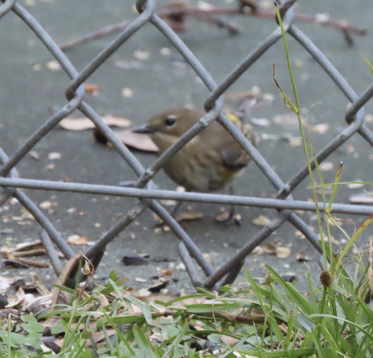 Yellow-rumped Warbler (Myrtle) - ML646666641