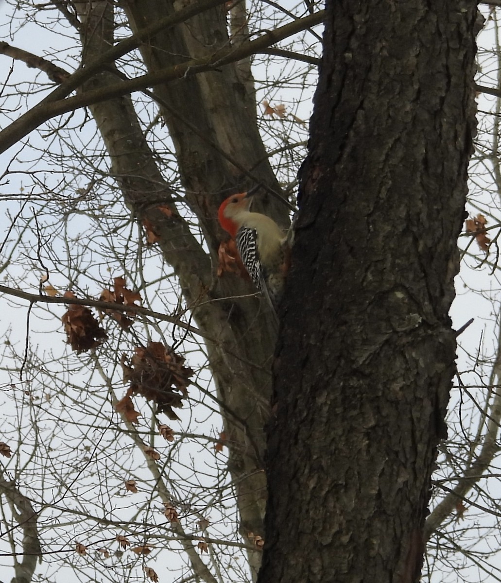 Red-bellied Woodpecker - ML646666642