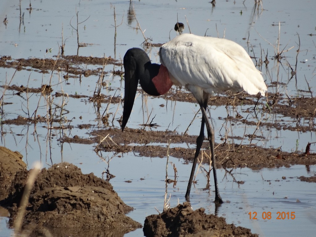 Jabiru - ML646666643