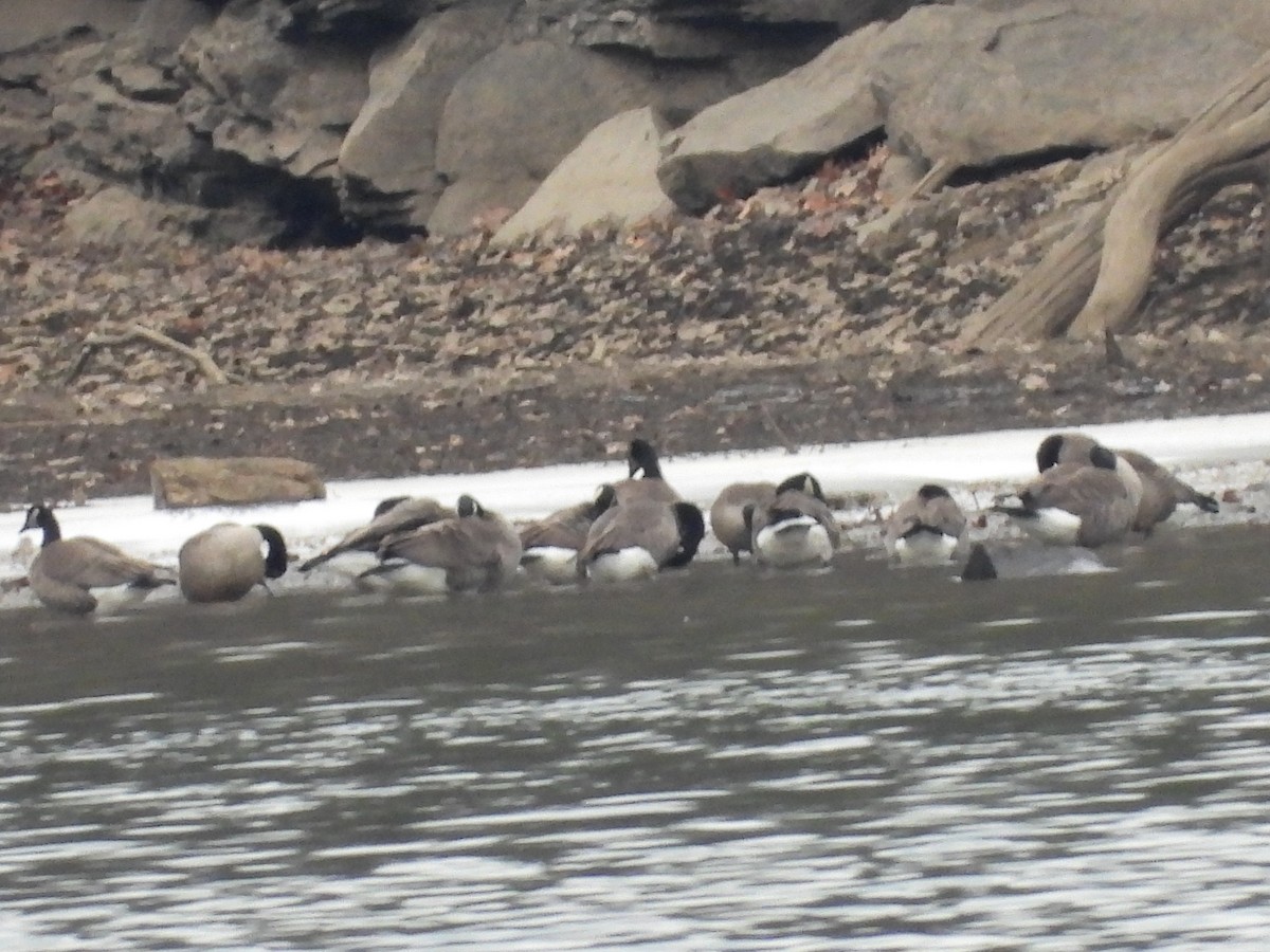 Canada Goose - ML646666644