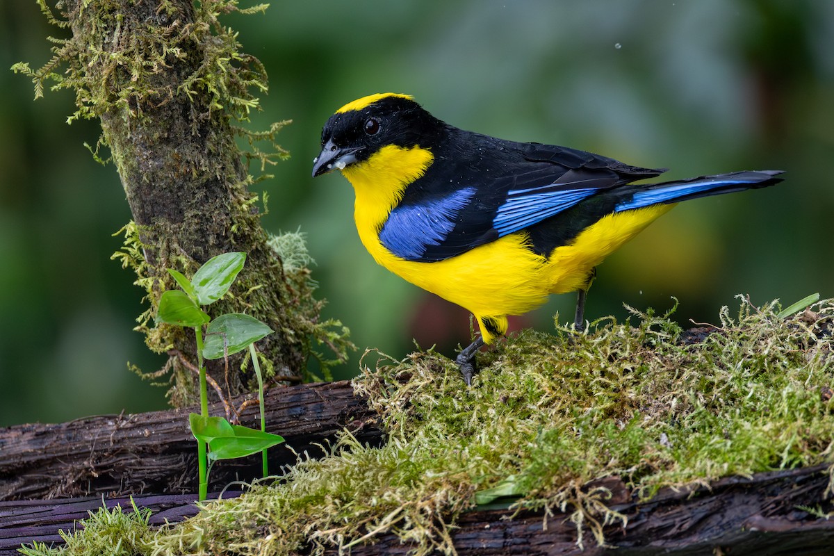 Blue-winged Mountain Tanager - ML646666645