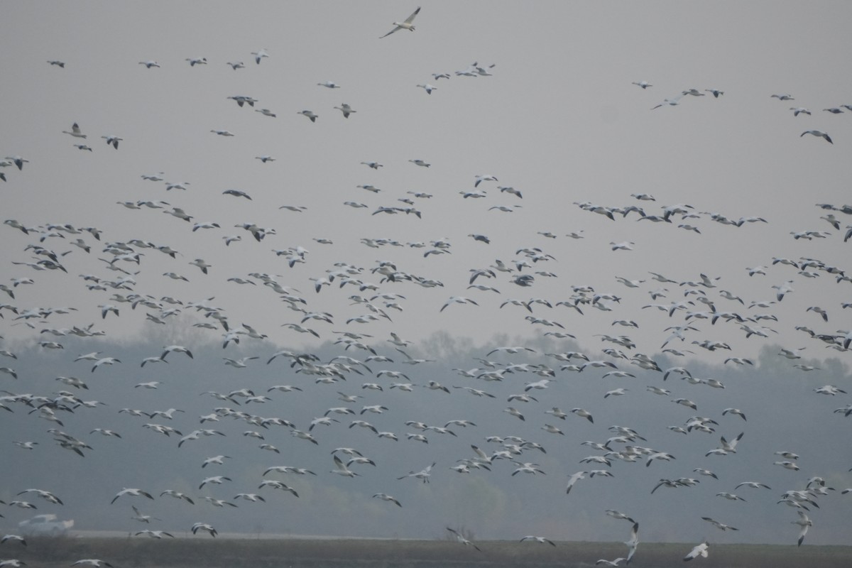 Kar/Küçük Kar Kazı - ML646666647