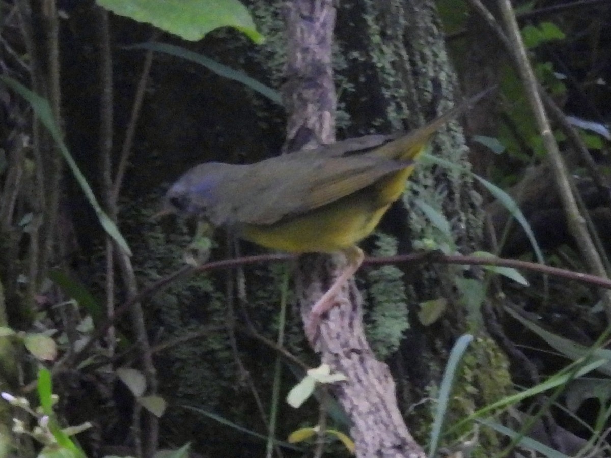 Mourning Warbler - ML646666648