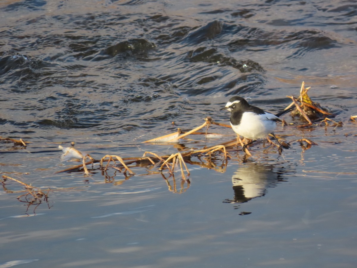 日本鶺鴒 - ML646666649