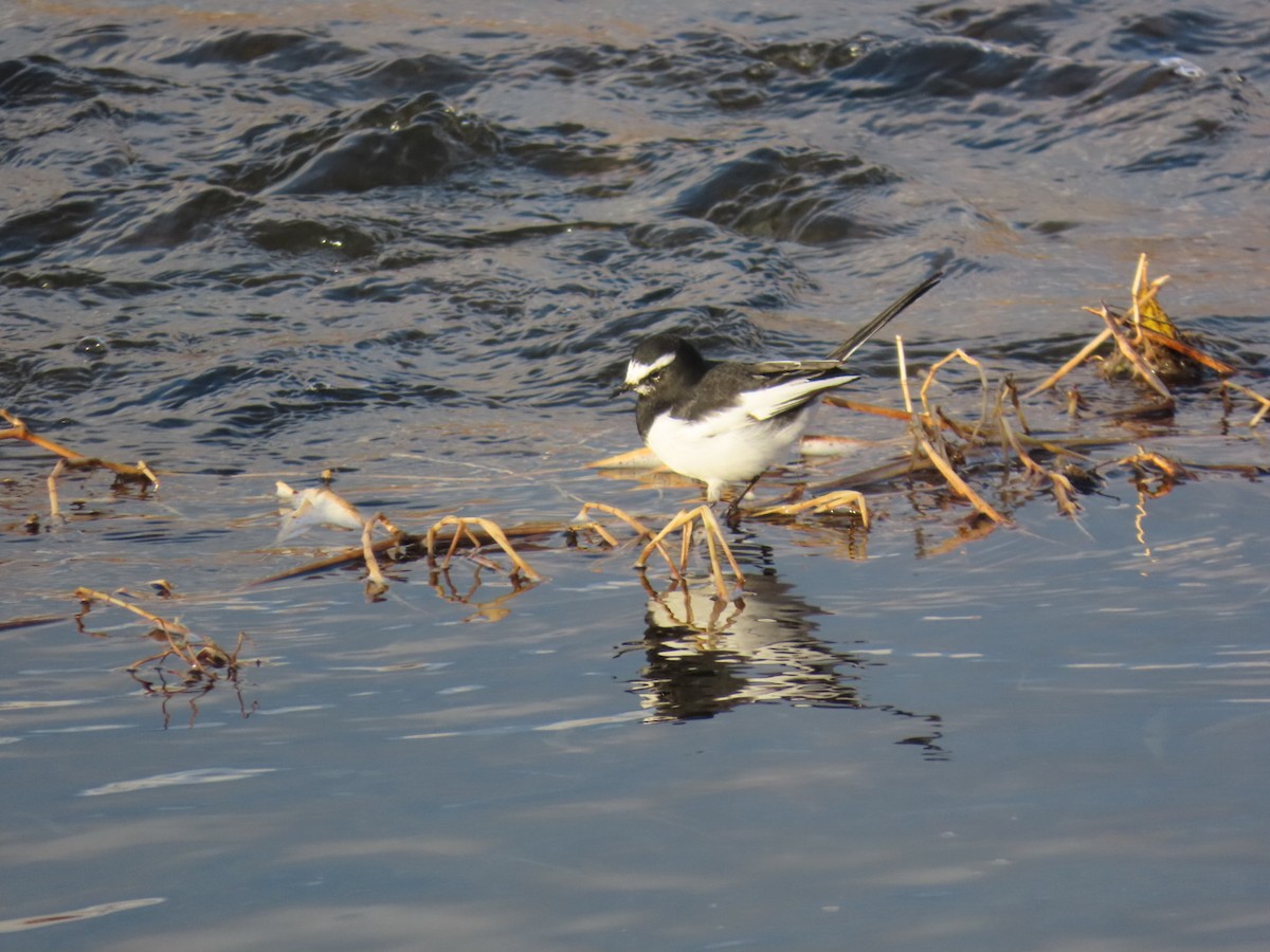 日本鶺鴒 - ML646666650