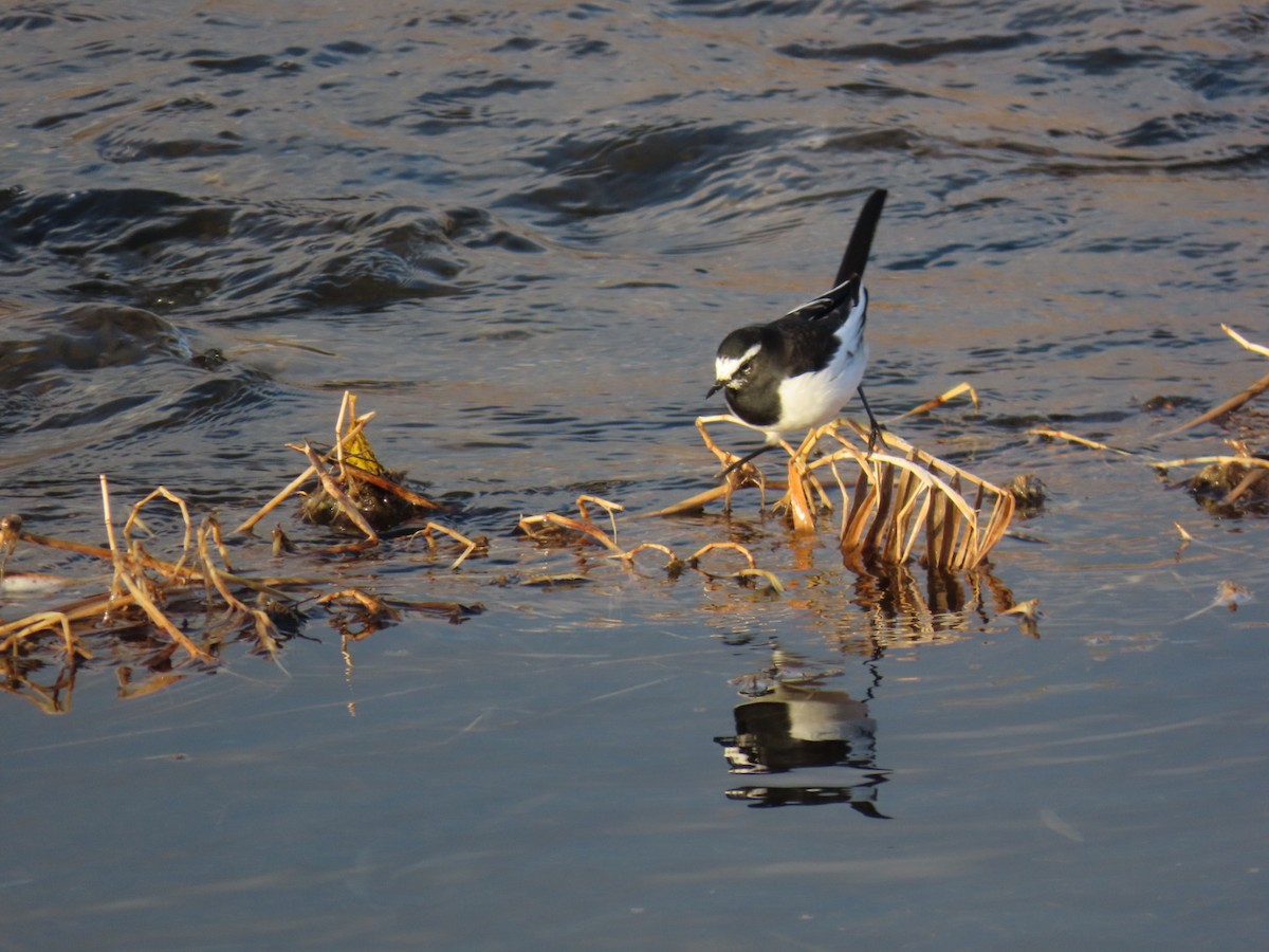 日本鶺鴒 - ML646666651