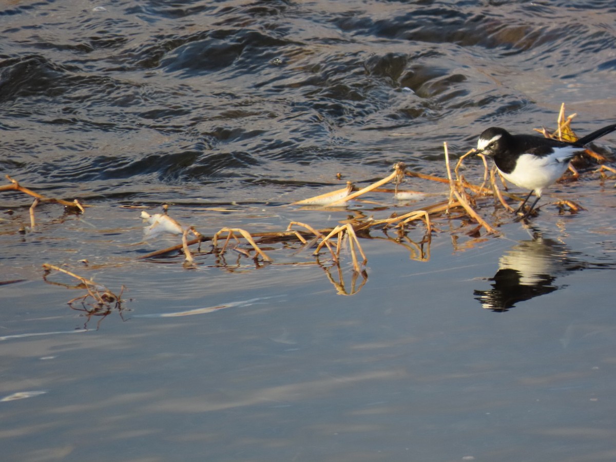 日本鶺鴒 - ML646666652