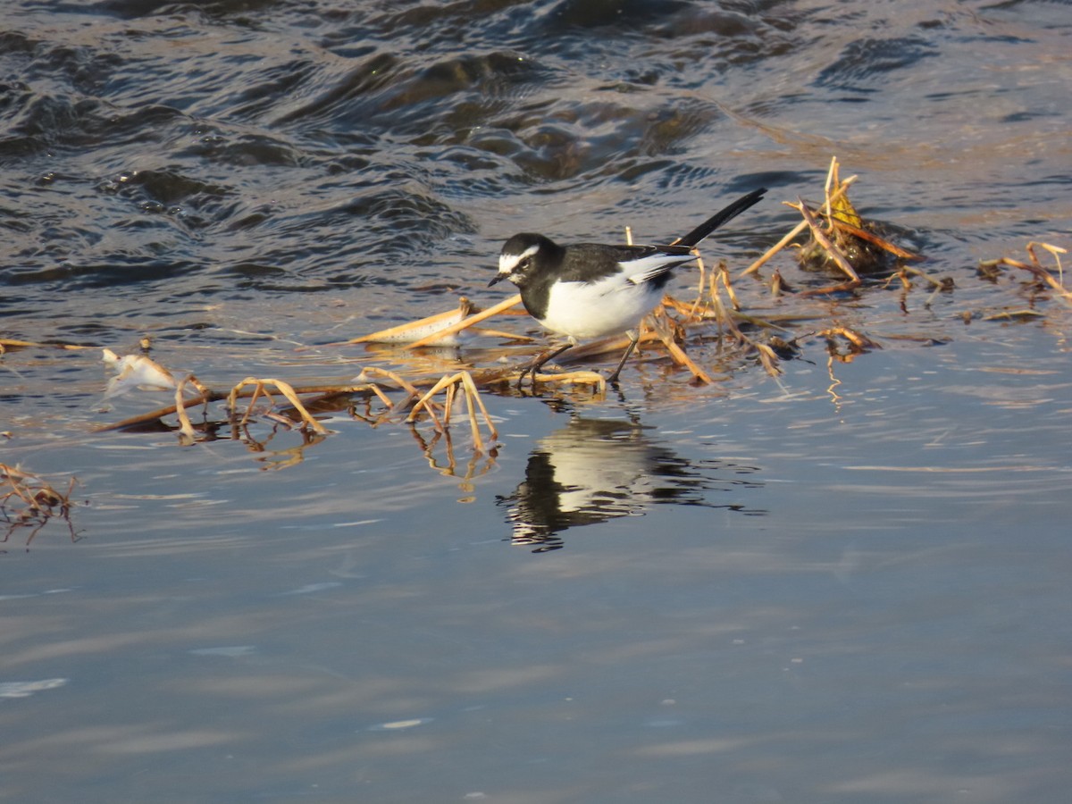 日本鶺鴒 - ML646666653