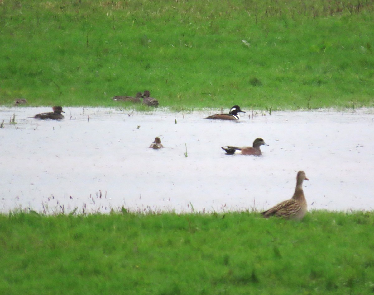 Zerra buruhandia - ML646666654