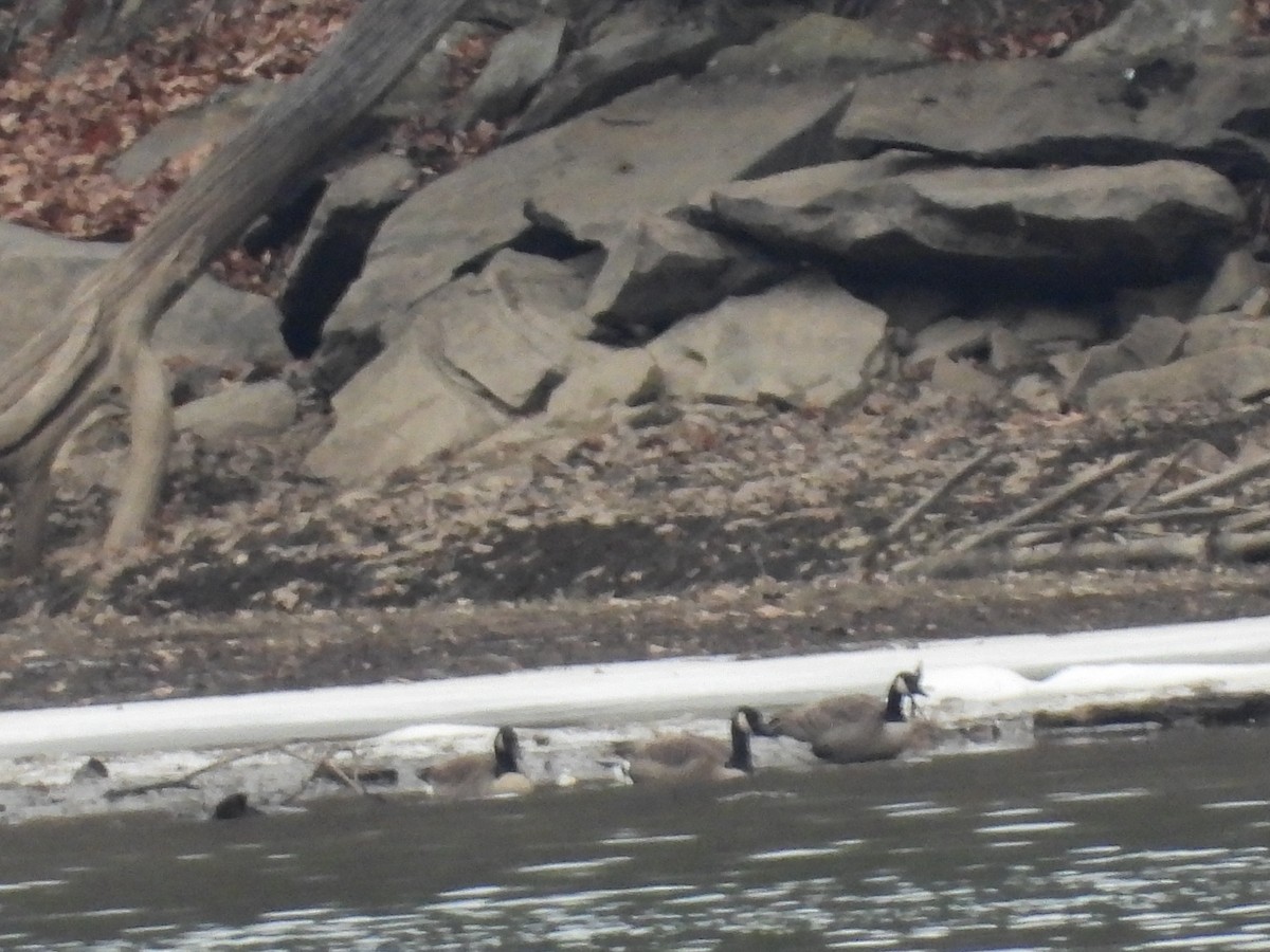 Canada Goose - ML646666655