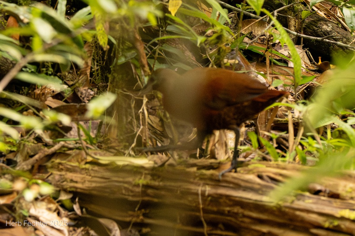 Rascón Kioloide - ML646666658