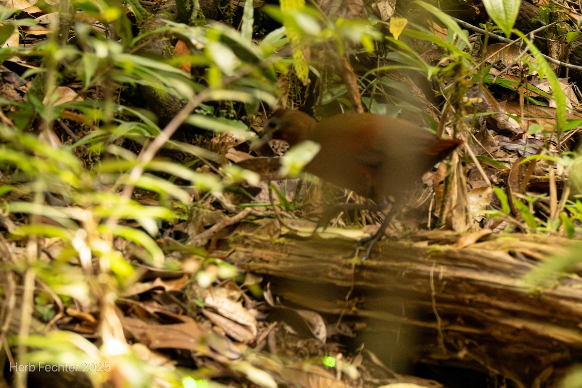 Rascón Kioloide - ML646666659