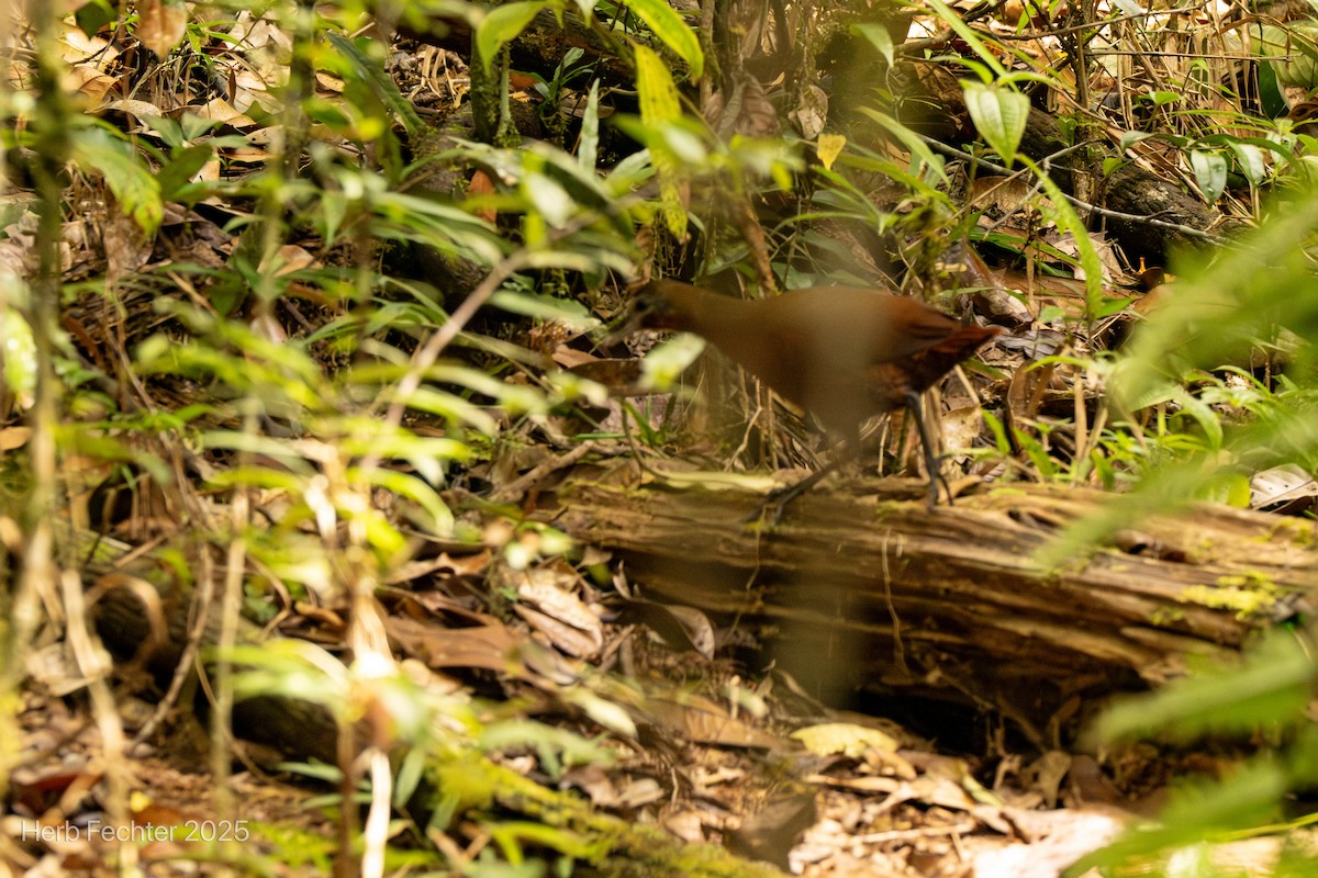 Rascón Kioloide - ML646666660