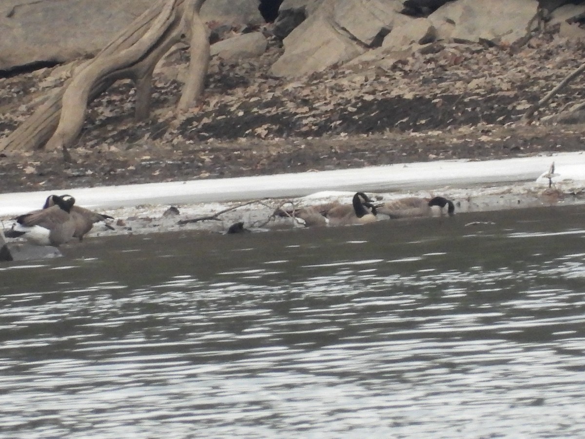 Canada Goose - ML646666662