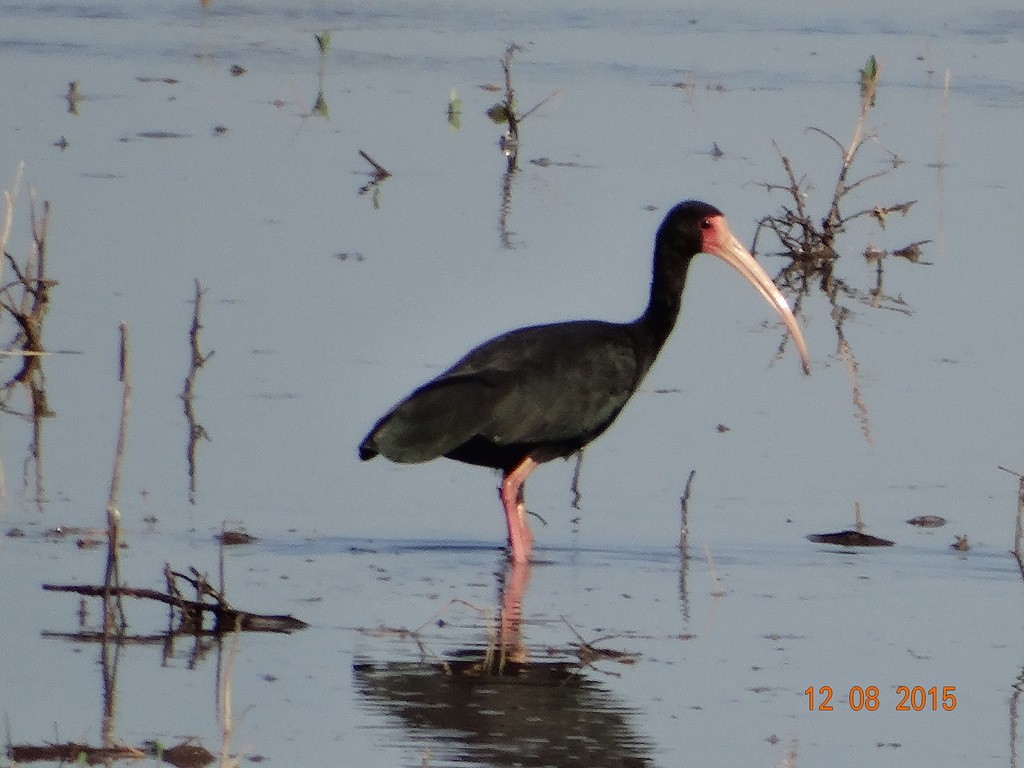 Bare-faced Ibis - ML646666668