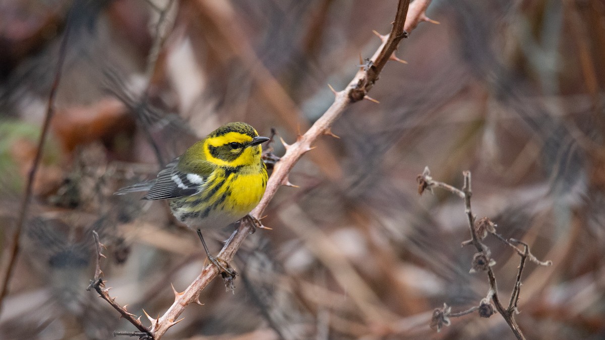 Townsend's Warbler - ML646666671