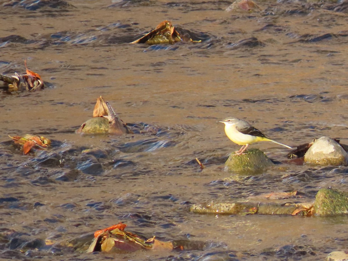 灰鶺鴒 - ML646666672