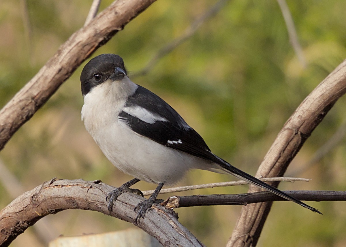 Fiskalwürger (collaris/pyrrhostictus) - ML646666673