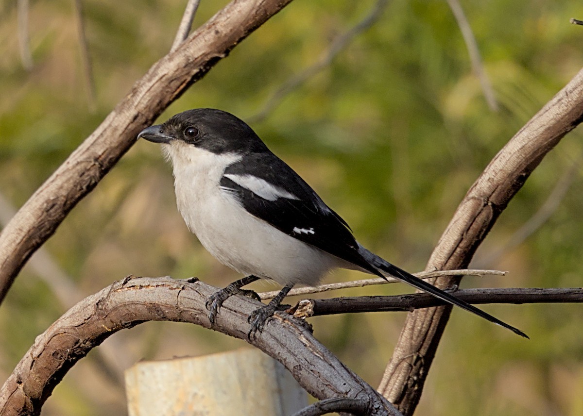 Fiskalwürger (collaris/pyrrhostictus) - ML646666674