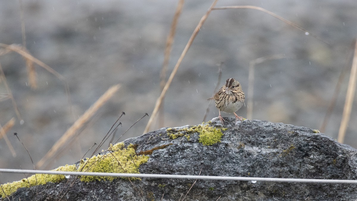 Lincoln's Sparrow - ML646666683