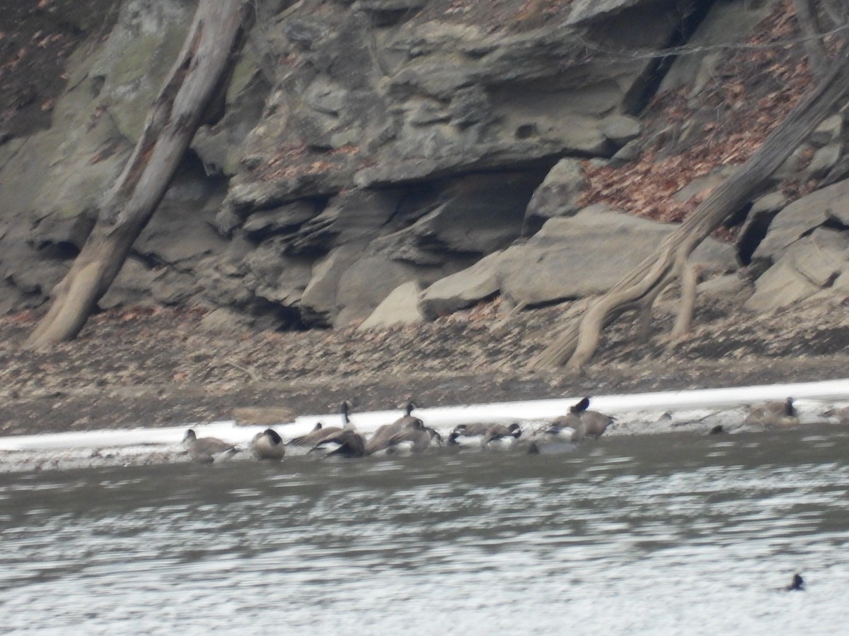 Canada Goose - ML646666685