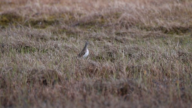 Andarríos Solitario - ML646666688