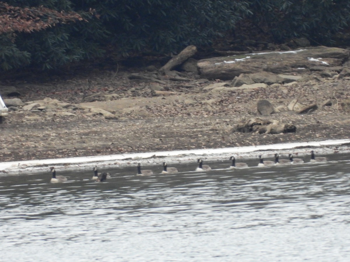 Oca canadese maggiore - ML646666689