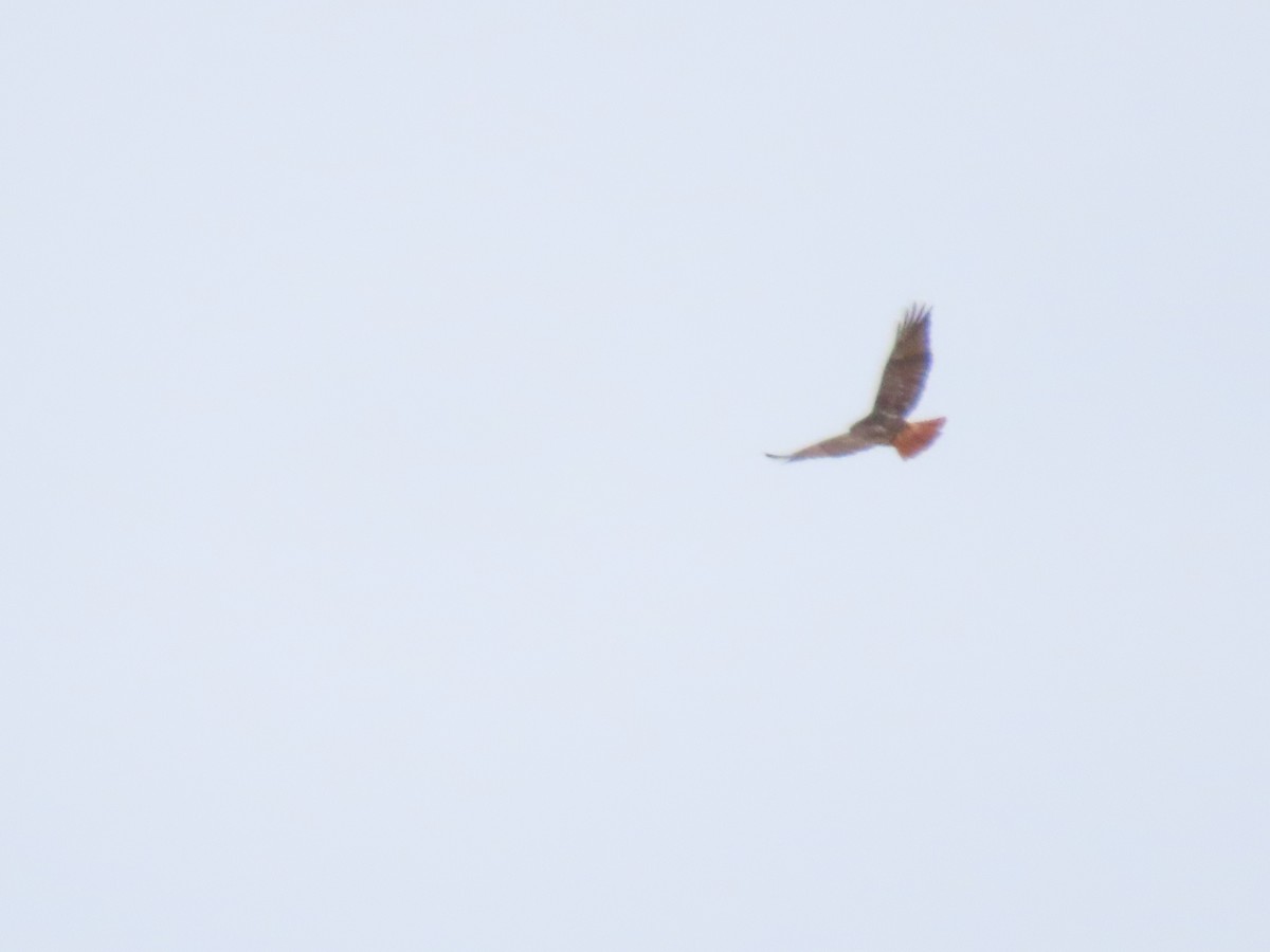 Red-tailed Hawk - ML646666690