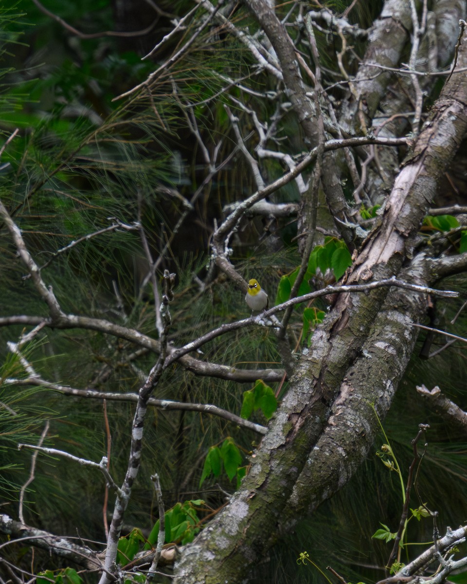 Silvereye - ML646666693