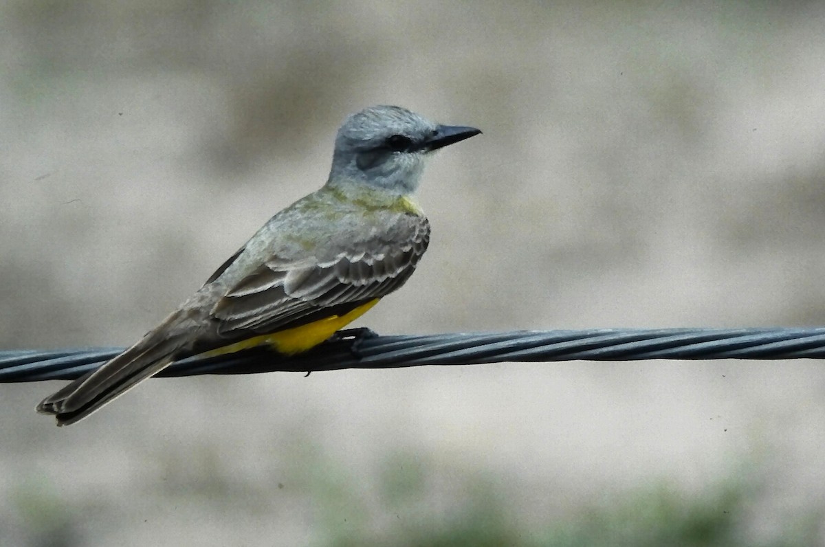 Couch's Kingbird - ML646666695