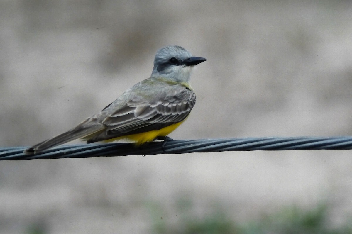 Couch's Kingbird - ML646666696