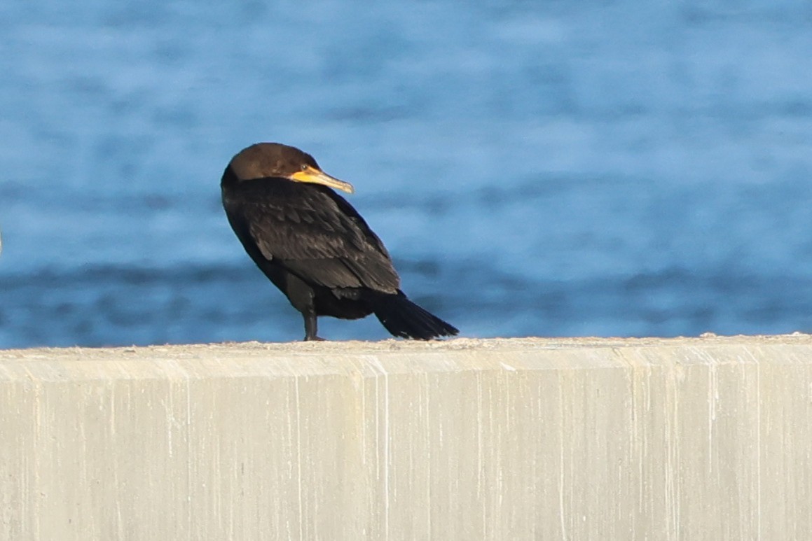 Double-crested Cormorant - ML646666697
