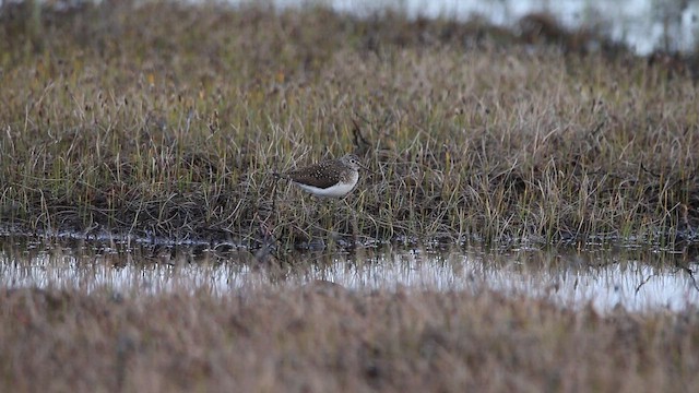 Andarríos Solitario - ML646666698